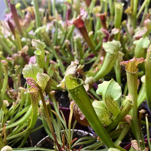 Wholesale venus fly traps and other carnivorous plants _ Buy online in South Africa