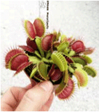 PRE-ORDER 🔬🌱 Venus Flytrap B52