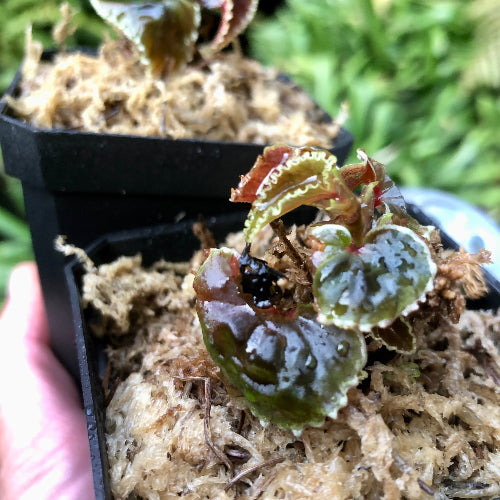 Angled view of Begonia darthvaderiana plant in 7cm pot