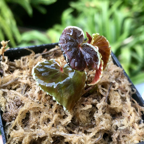 Close-up of Begonia darthvaderiana in hand showing dark leaves and red veins