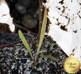 RARE! COLLECTORS ITEM 🌟 Pinguicula Calderoniae loc Llano del Conecho, San Luis Potosi, Mexico ex BCP