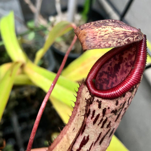 Buy Nepenthes ventricosa × mapuluensis Wistuba Clone 01 tropical pitcher plant – for sale in South Africa from Cultivo Carnivores, showing red jagged peristome, pinkish body and bold spotting