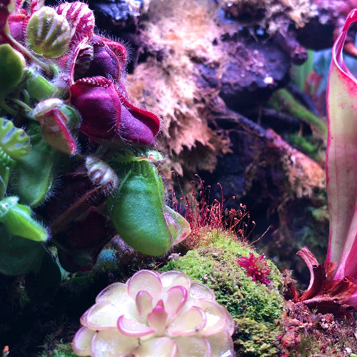 Carnivorous plant paludarium with Cephalotus follicularis Wilhelma, Darlingtonia californica Othello, Heliamphora Godzilla, Pinguicula Kondoi and Red live sphagnum moss under full spectrum LED lights