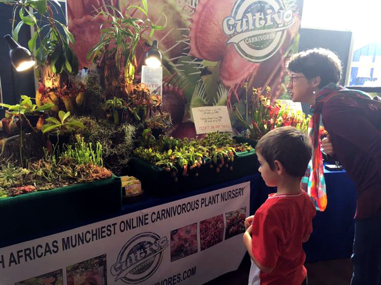 Expert-led carnivorous plant terrarium workshop in South Africa by Cultivo Carnivores – display of live insect-eating plants and setup station with kids and parents