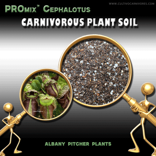 Cephalotus soil mix for Albany pitcher plants – specialist carnivorous plant soil by Cultivo Carnivores South Africa. Premium PROmix substrate for Cephalotus follicularis with ideal drainage and aeration.