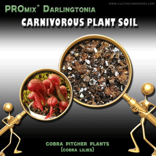 Darlingtonia soil mix for cobra lily (cobra pitcher plant) – specialist carnivorous plant soil by Cultivo Carnivores South Africa. Premium PROmix substrate with cold-flow aeration for Darlingtonia californica.