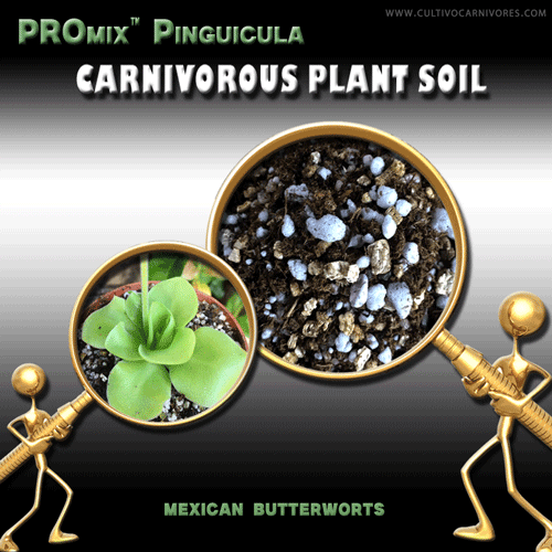 PROMix Pinguicula soil for Mexican butterworts – specialist carnivorous plant soil by Cultivo Carnivores South Africa. Premium substrate for Pinguicula with ideal aeration, drainage and mineral balance
