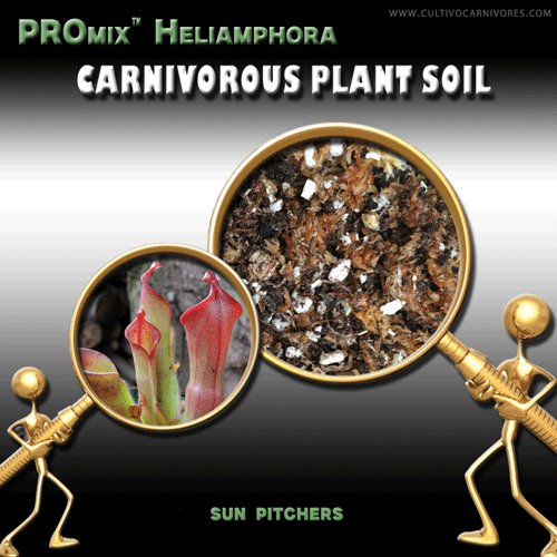 PROMix Heliamphora sphagnum moss soil blend for sun pitcher plants – premium carnivorous plant substrate by Cultivo Carnivores South Africa. Ideal airy, moisture-retentive mix for Heliamphora growth