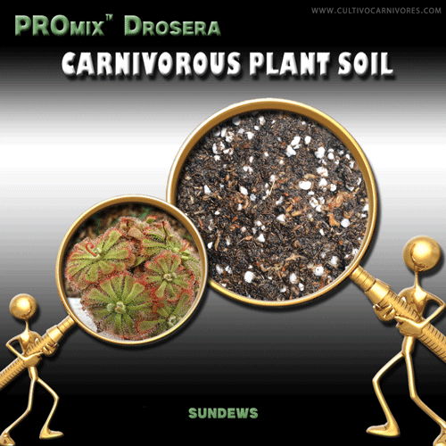 Carnivorous plant soil for sundews – Drosera PROmix by Cultivo Carnivores South Africa. Specialist soil mix for Drosera and sticky trap carnivorous plants