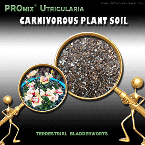 Carnivorous plant soil for terrestrial bladderworts – Utricularia PROmix by Cultivo Carnivores South Africa. Specialist soil blend for carnivorous Utricularia