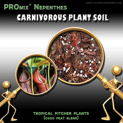 Carnivorous plant soil for tropical pitcher plants – Nepenthes PROmix coco peat blend by Cultivo Carnivores South Africa. Premium premixed Nepenthes soil for monkey cups and tropical pitchers