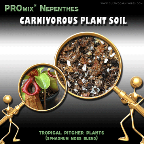 Carnivorous plant soil for tropical pitcher plants – Nepenthes PROmix sphagnum moss blend by Cultivo Carnivores South Africa. High-quality Nepenthes pitcher plant mix for monkey cups and highland tropical pitchers