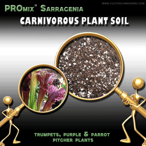 Carnivorous plant soil for Sarracenia trumpet pitchers – PROmix by Cultivo Carnivores South Africa. Premium soil mix for outdoor trumpet, purple and parrot pitcher plants