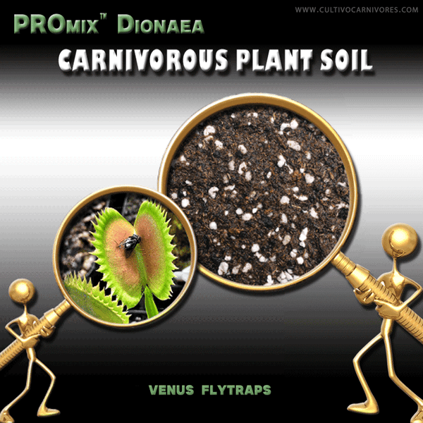 Carnivous Roots How to Grow Cephalotus (Albany Pitcher Plant) | Soil Mix & Care Guide ...