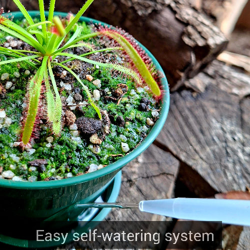 Venus Flytrap for sale South Africa | Beginner-Friendly, Potted