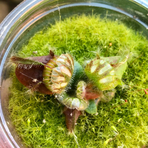 Cephalotus follicularis 'Holland Clone' Albany pitcher plant with first adult pitchers, growing in Rootball Plug™ with moss – exclusive collector plant available for sale in South Africa.