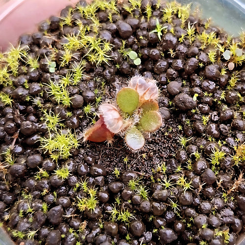 Top view of juvenile Cephalotus follicularis Pascal Klum’s Giant seedling, 1–2 cm rosette with juvenile pitchers, grown in mossy Rootball Plug™.
