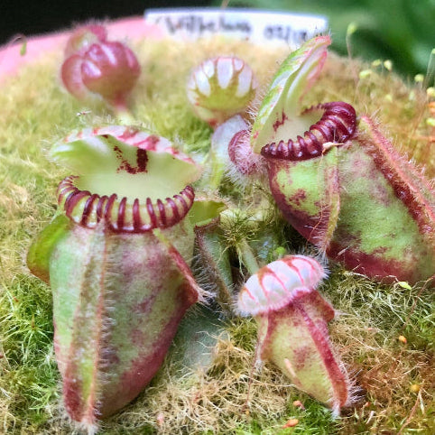 Exact Cephalotus Follicularis 'Wilhelma Clone' for sale in South Africa – mature seed-grown plant with adult pitchers, exclusive to Cultivo Carnivores

