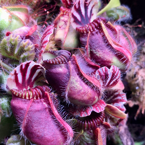 Albany pitcher plant. Cephalotus follicularis Wilhelma clone. Mature flowering size plant growing in a paludarium under full spectrum LED lighting at Cultivo Carnivores South Africa