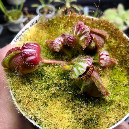 Top view of mature Cephalotus follicularis ‘Wilhelma Clone’ with large adult pitchers – rare carnivorous plant for collectors in South Africa