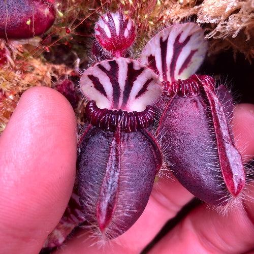 Giant adult pitchers of Cephalotus 'Wilhelma Clone' with hand for size reference – mature seed-grown plant for sale in South Africa