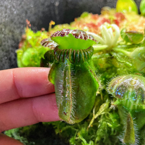 Giant adult pitcher of Cephalotus 'Wilhelma Clone' with hand for size reference – mature seed-grown plant available in South Africa