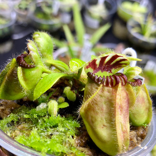 Cephalotus Follicularis 'Wilhelma Clone' carnivorous plant with large, striped, thumb-like traps – buy in South Africa