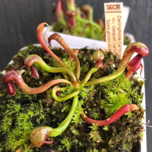 Cobra Lily (Darlingtonia californica Gasquet clone) for sale – Rare seed-grown carnivorous cobra pitcher plant at Cultivo Carnivores South Africa