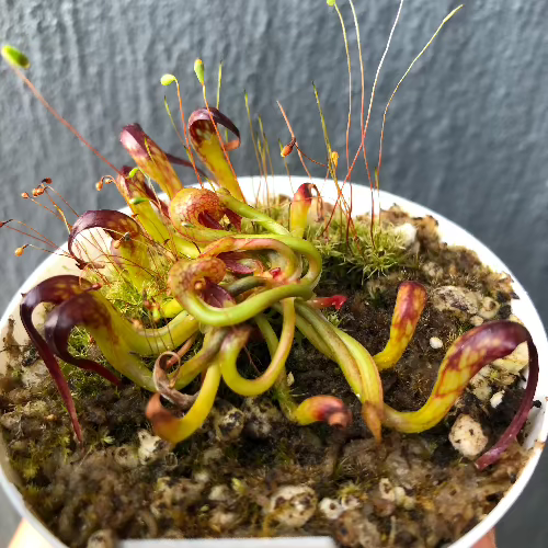 Darlingtonia californica UK Clone – Cobra Lily carnivorous plant for sale in South Africa. Grown from seed by Cultivo Carnivores
