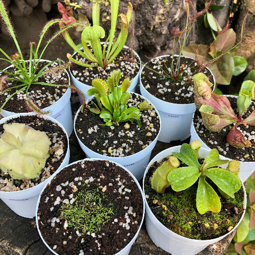 Buy Venus flytraps and all 7 beginner carnivorous plants online in South Africa – Full pre-planted set in 10cm pots @ Cultivo Carnivores