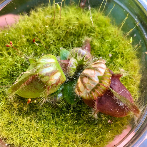Cultivo Exclusive Cephalotus follicularis 'Holland Clone' Albany pitcher plant with established growth in moss, offered as the exact plant pictured for sale for collectors in South Africa