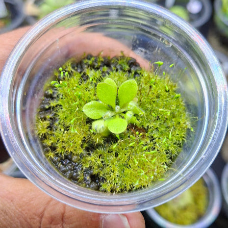 Cephalotus follicularis 'Holland Clone' juvenile plant photographed from above in Rootball Plug™ with moss, for sale as a Cultivo Exclusive in South Africa.