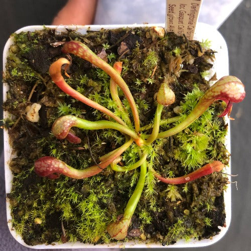 Darlingtonia californica Gasquet clone for sale – Rare seed grown carnivorous pitcher plant with cobra heads at Cultivo Carnivores South Africa