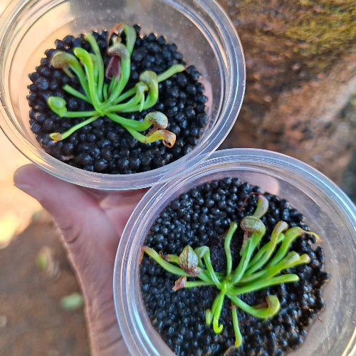 Two seedgrown Darlingtonia californica cobra lilies – rare Red Alpine form from Del Norte Co., CA, USA with distinctive juvenile pitchers, exact plants pictured from Cultivo Carnivores