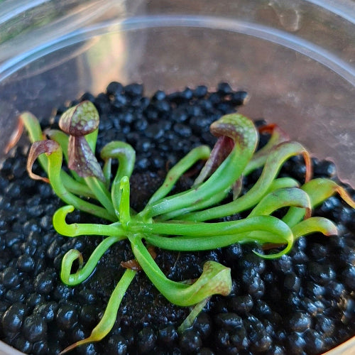 Close-up of Darlingtonia californica Red Alpine form from Del Norte Co., California, USA – seedgrown cobra lily with unique genetics and developing pitchers, exact plant for sale
