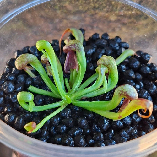Darlingtonia californica seedgrown cobra lily – rare Red Alpine form from Del Norte Co., California, USA with juvenile cobra heads, exact plant pictured for sale in South Africa