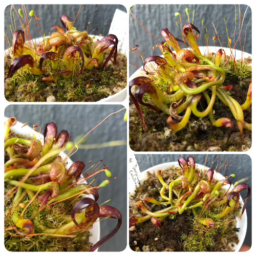 Buy Darlingtonia californica UK Clone Cobra pitcher plant for sale in South Africa – seed-grown carnivorous plant from Cultivo