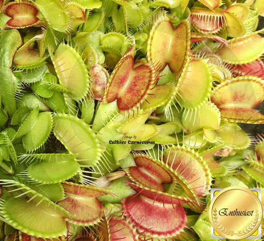 VENUS FLYTRAP:  Monster Mix #CC17 > Exact plants pictured