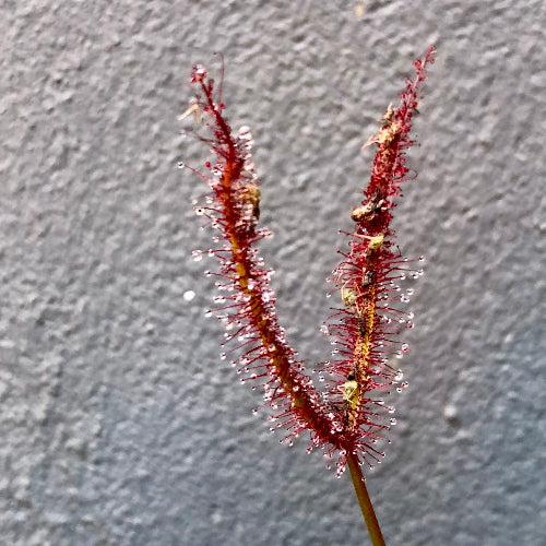 Close-up of red Drosera Binata T-form forks with visible dew – sticky trap carnivorous sundew from Cultivo Carnivores SA