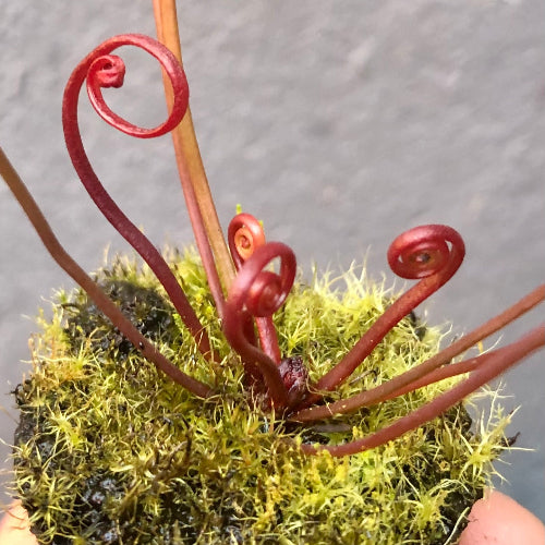 New leaf curls on Drosera Binata T-form – carnivorous sundew showing early growth, rooted in moss