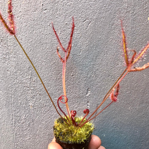 Forkleaf Sundew (Drosera Binata T-form) grown in Rootball Plug – summer-growing carnivorous plant for sale in South Africa