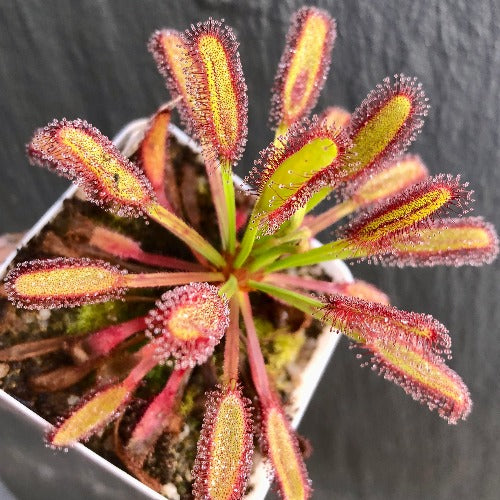 Drosera capensis (Bainskloof, RSA) – Compact Cape Sundew Location Form | Flowering-size collector carnivorous plant | Buy sundews online South Africa