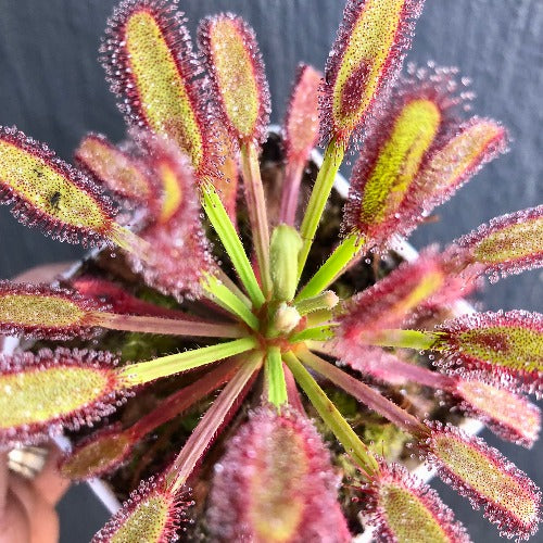 Drosera capensis (Bainskloof, RSA) – Compact Cape Sundew Location Form | Flowering-size collector sundew plant | Buy carnivorous plants online South Africa