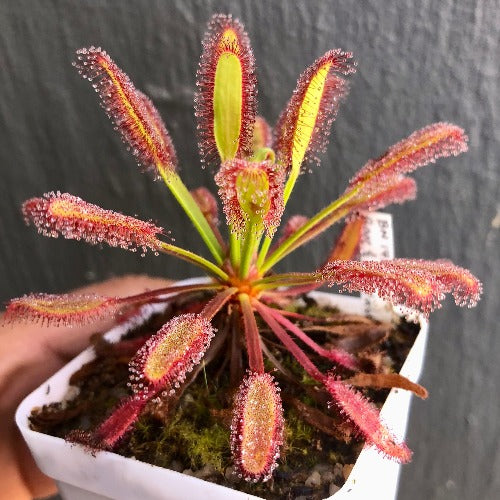 Drosera capensis (Bainskloof, RSA) – Compact Cape Sundew Location Form | Exact flowering-size collector plant | Buy sundews for sale South Africa

