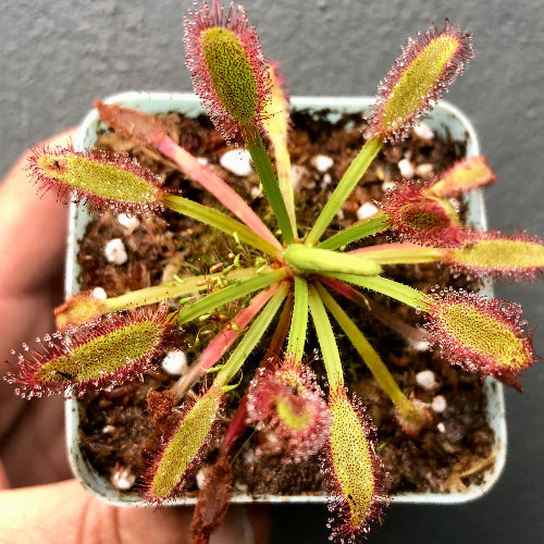 Drosera capensis (Bainskloof) - Compact Cape Sundew, near flowering size, exact plant pictured, native to South Africa