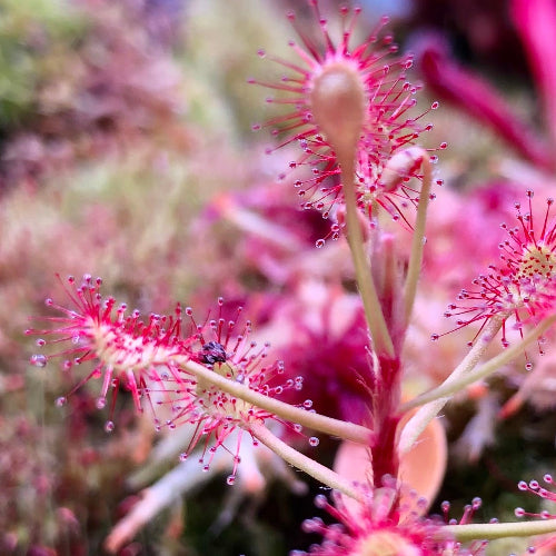 Drosera madagascariensis growing in a terrarium catching an insect – buy upright sundew for sale in South Africa