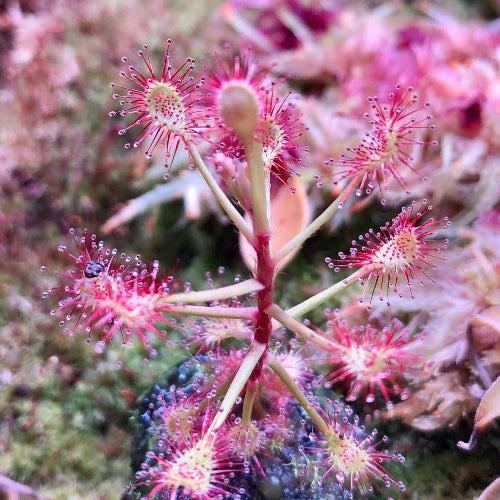 Buy Drosera madagascariensis online in South Africa – upright sundew with red traps growing in sphagnum moss
