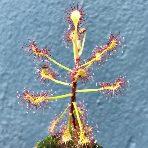 Buy Drosera madagascariensis (Okavango Delta) upright sundew for sale in South Africa – exact plant with red sticky traps