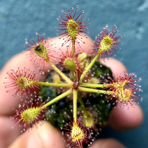 Top view of Drosera madagascariensis okavango delta sundew with red glandular traps – BCP import for sale in South Africa