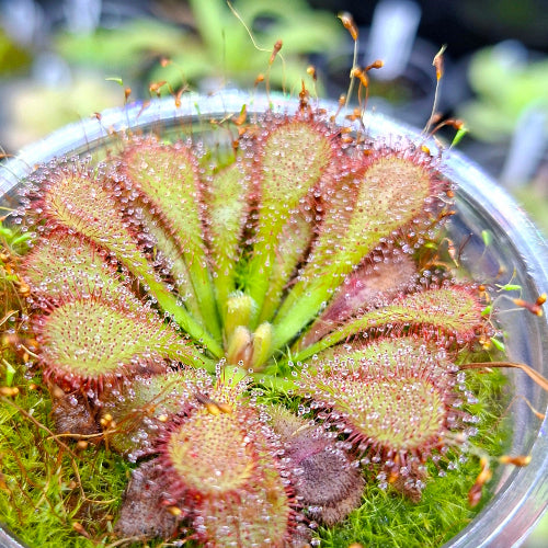 Drosera venusta sundew, seedgrown original with glistening red tentacles, acclimatised for South African conditions - exact plant
